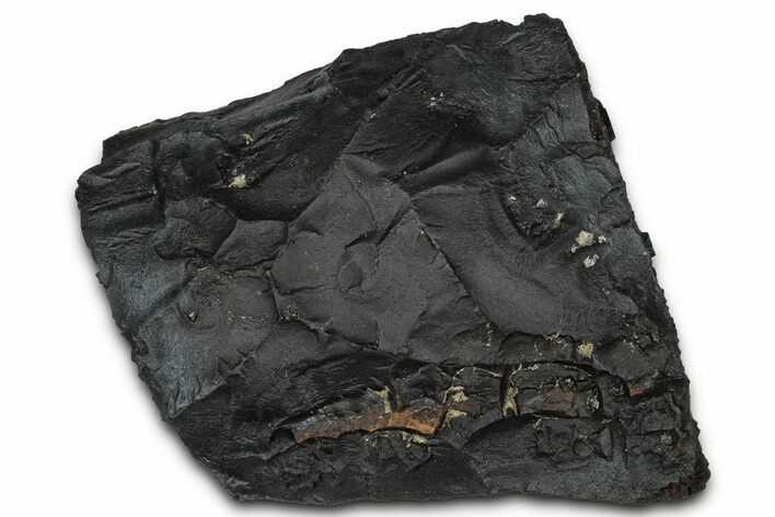 Dragon Scale Stone (Iron, Manganese, Siderite Nodule) #350205